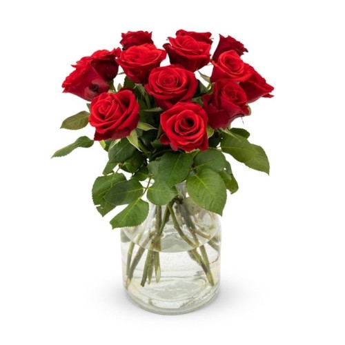 Letterbox Roses red